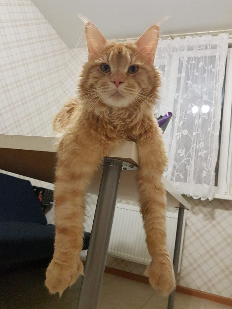 Кот мейн-кун Пончик (14)