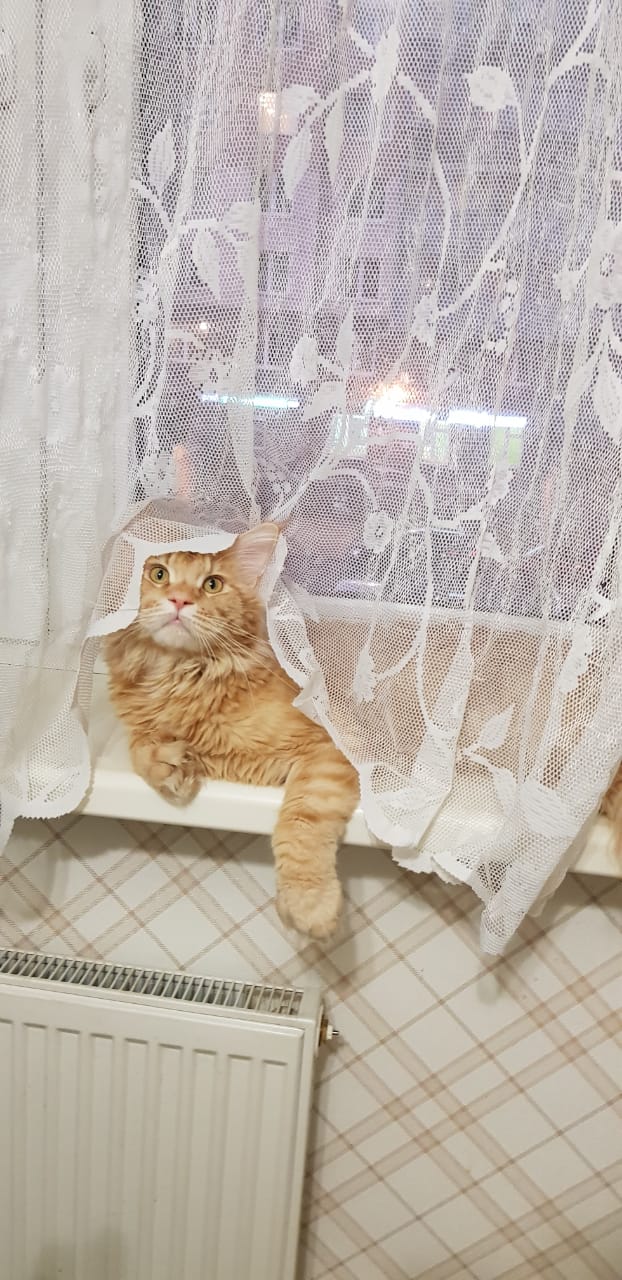 Кот мейн-кун Пончик (16)