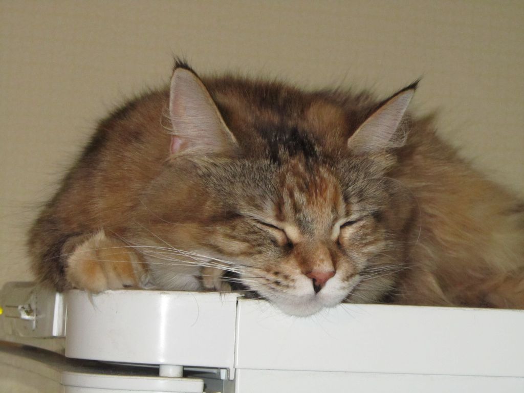 Кошка мейн кун Юки (IMG_0456)