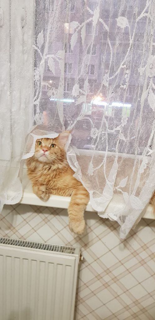 Кот мейн-кун Пончик (16)