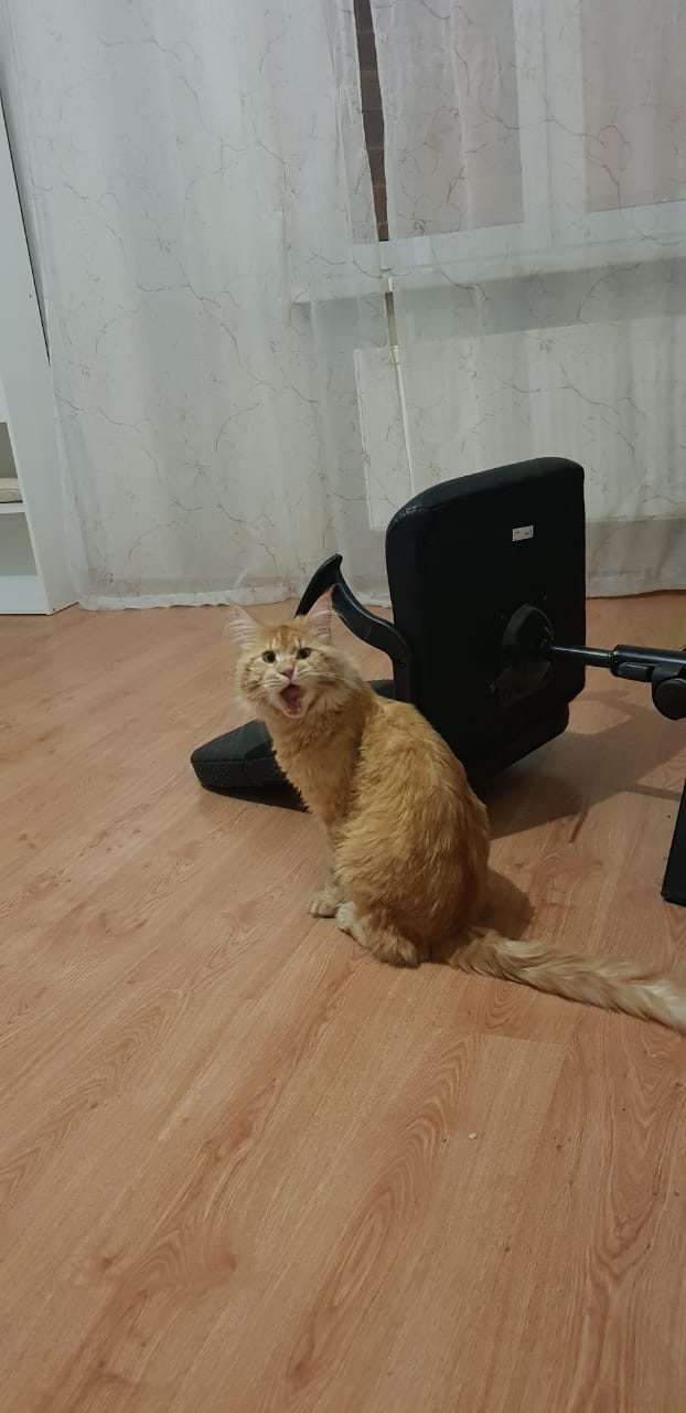 Кот мейн-кун Пончик (21)