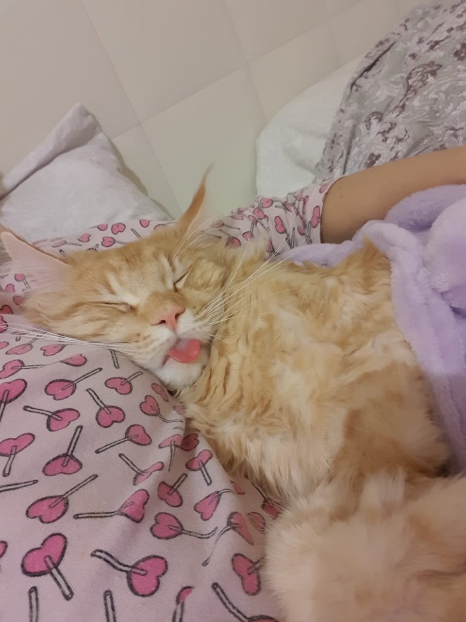 Кот мейн-кун Пончик (23)