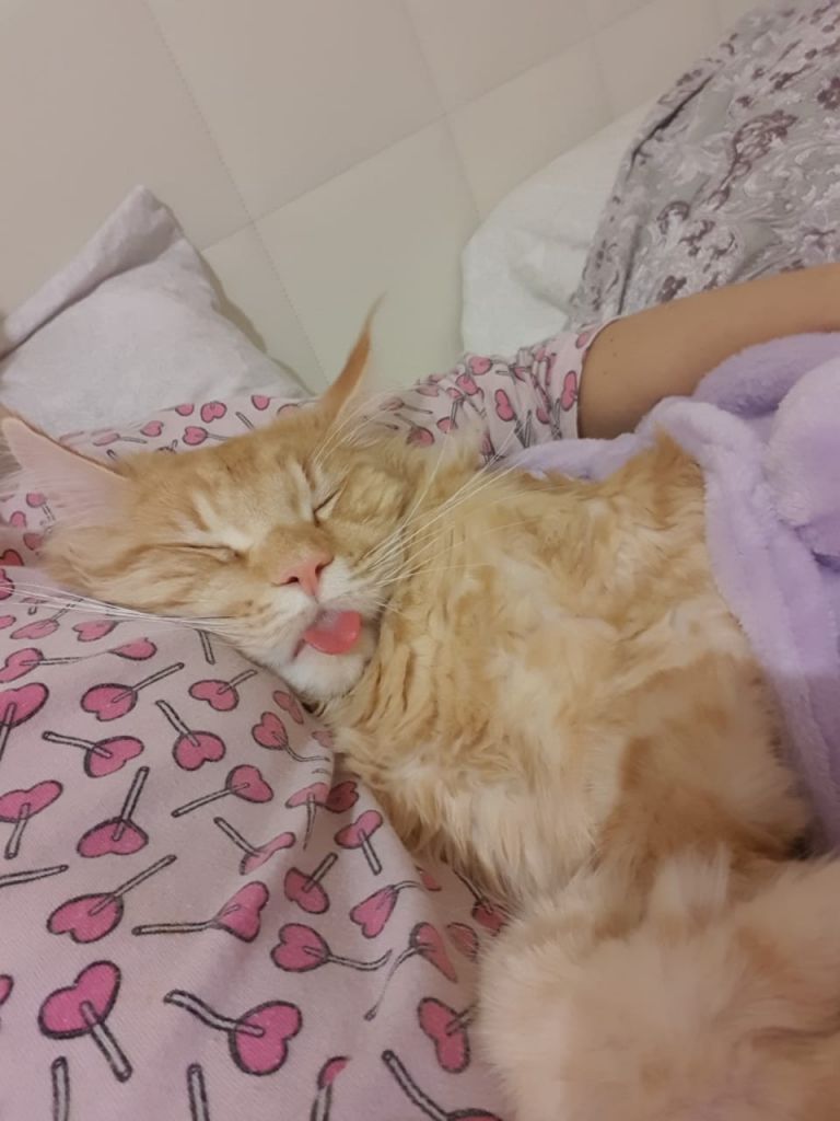 Кот мейн-кун Пончик (23)