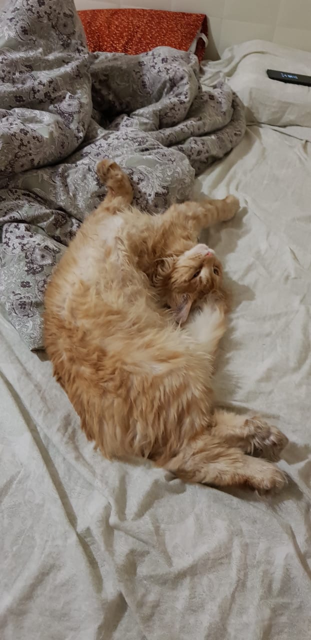 Кот мейн-кун Пончик (26)
