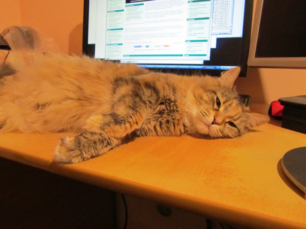 Кошка мейн кун Юки (IMG_0458)