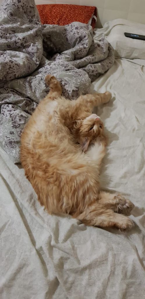 Кот мейн-кун Пончик (26)