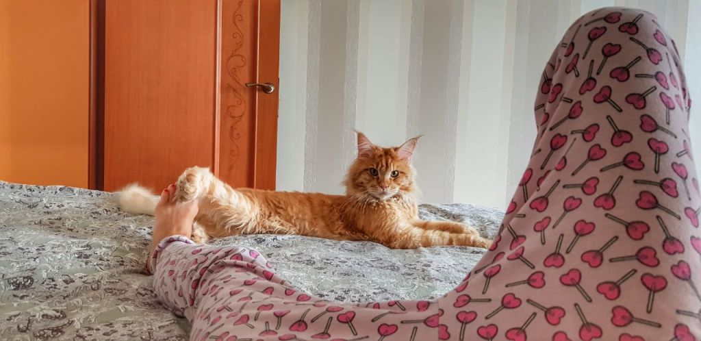 Кот мейн-кун Пончик (27)