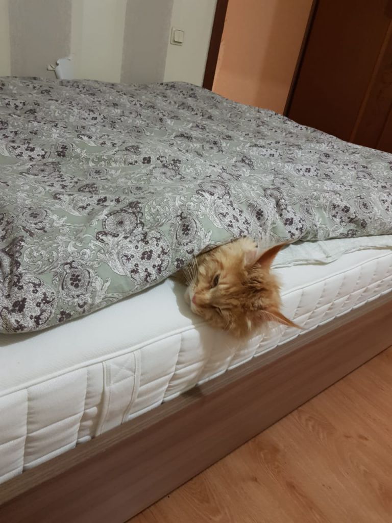 Кот мейн-кун Пончик (29)