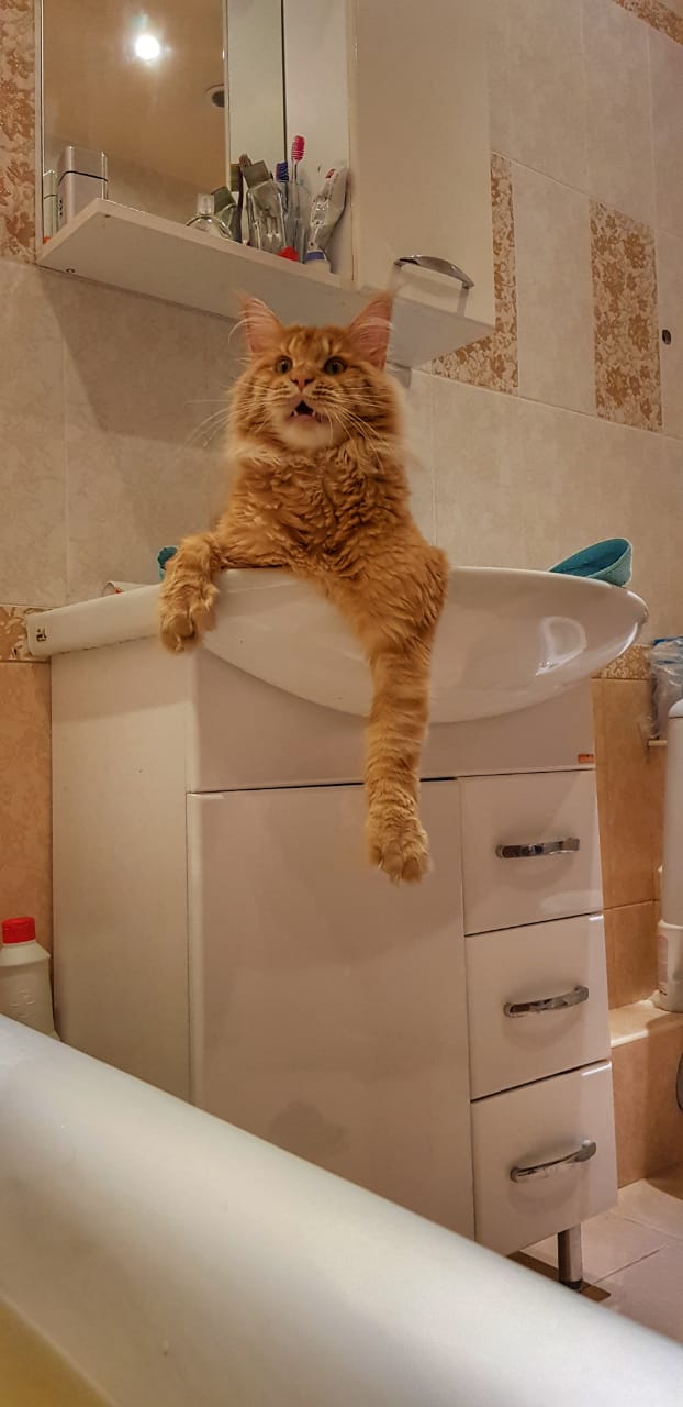 Кот мейн-кун Пончик (30)