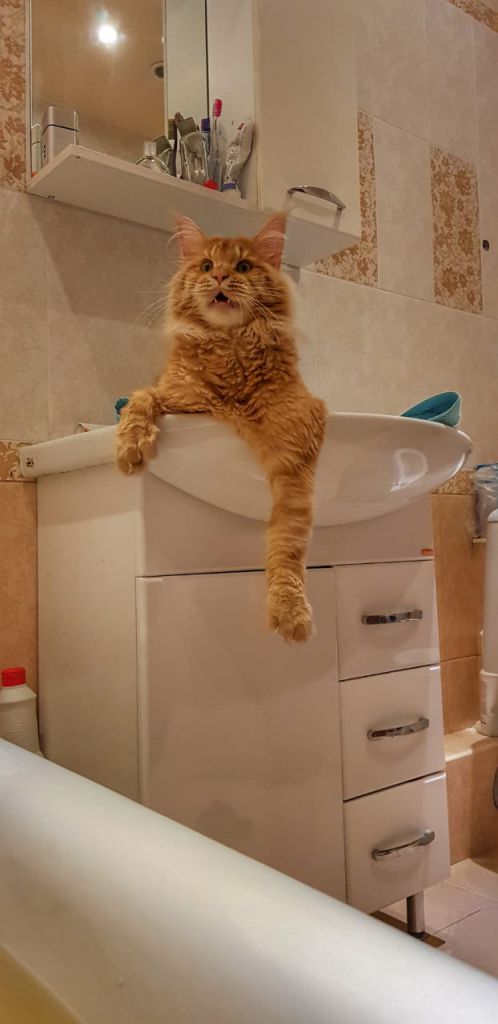 Кот мейн-кун Пончик (30)