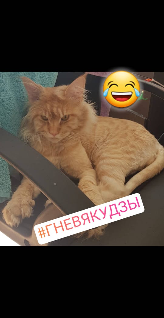 Кот мейн-кун Пончик (31)