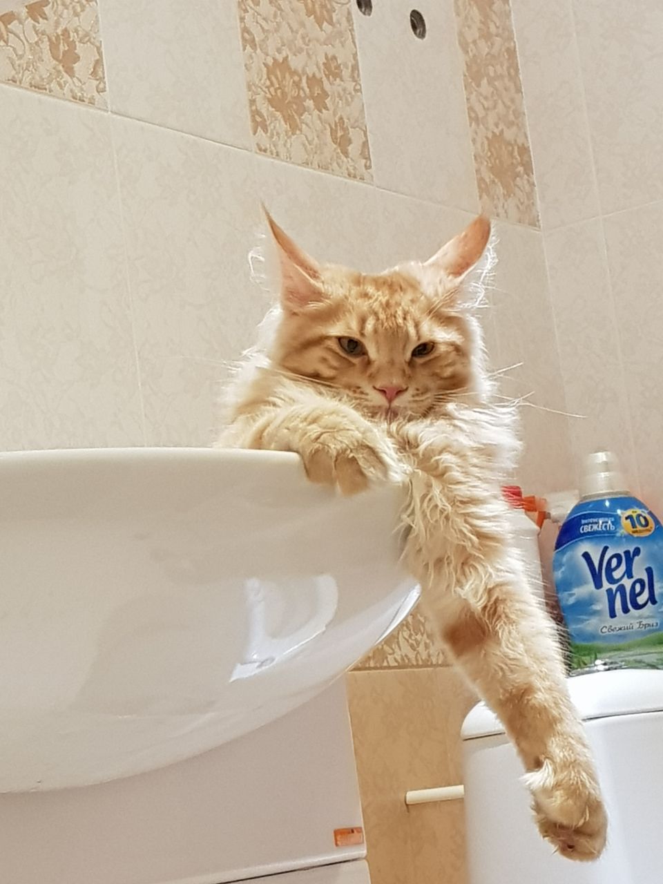 Кот мейн-кун Пончик (32)