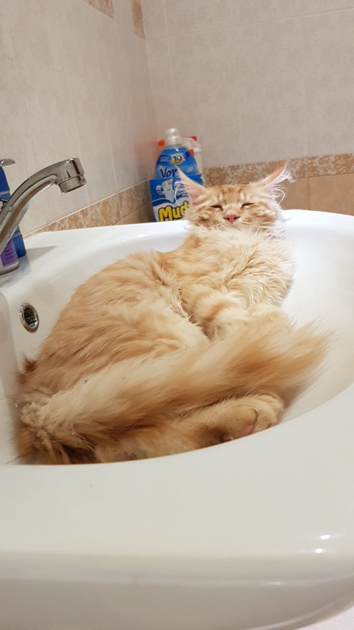 Кот мейн-кун Пончик (33)