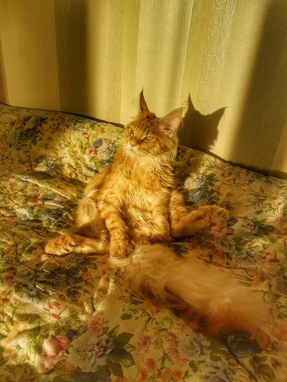 Кот мейн-кун Пончик (34)