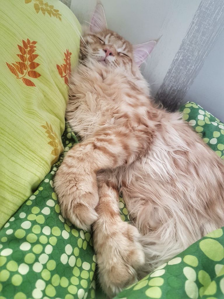 Кот мейн-кун Пончик (35)