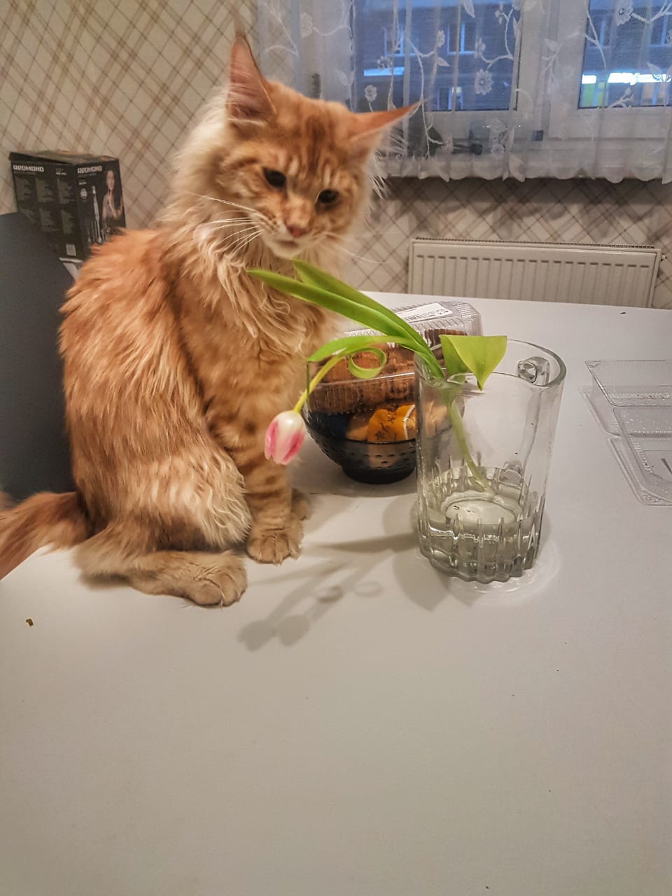 Кот мейн-кун Пончик (36)