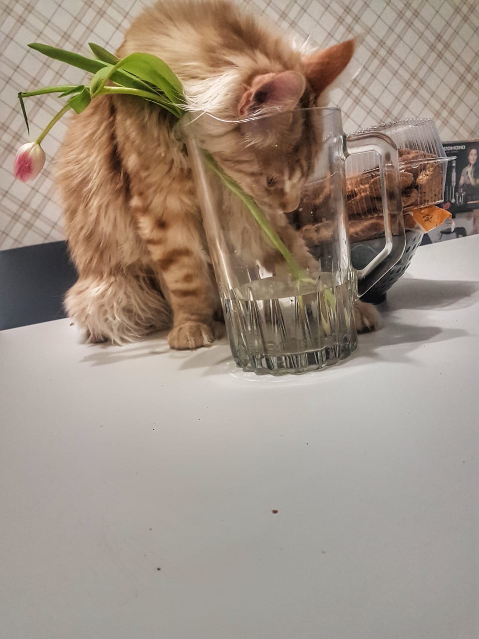Кот мейн-кун Пончик (37)