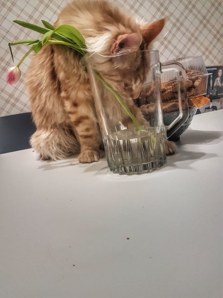 Кот мейн-кун Пончик (37)