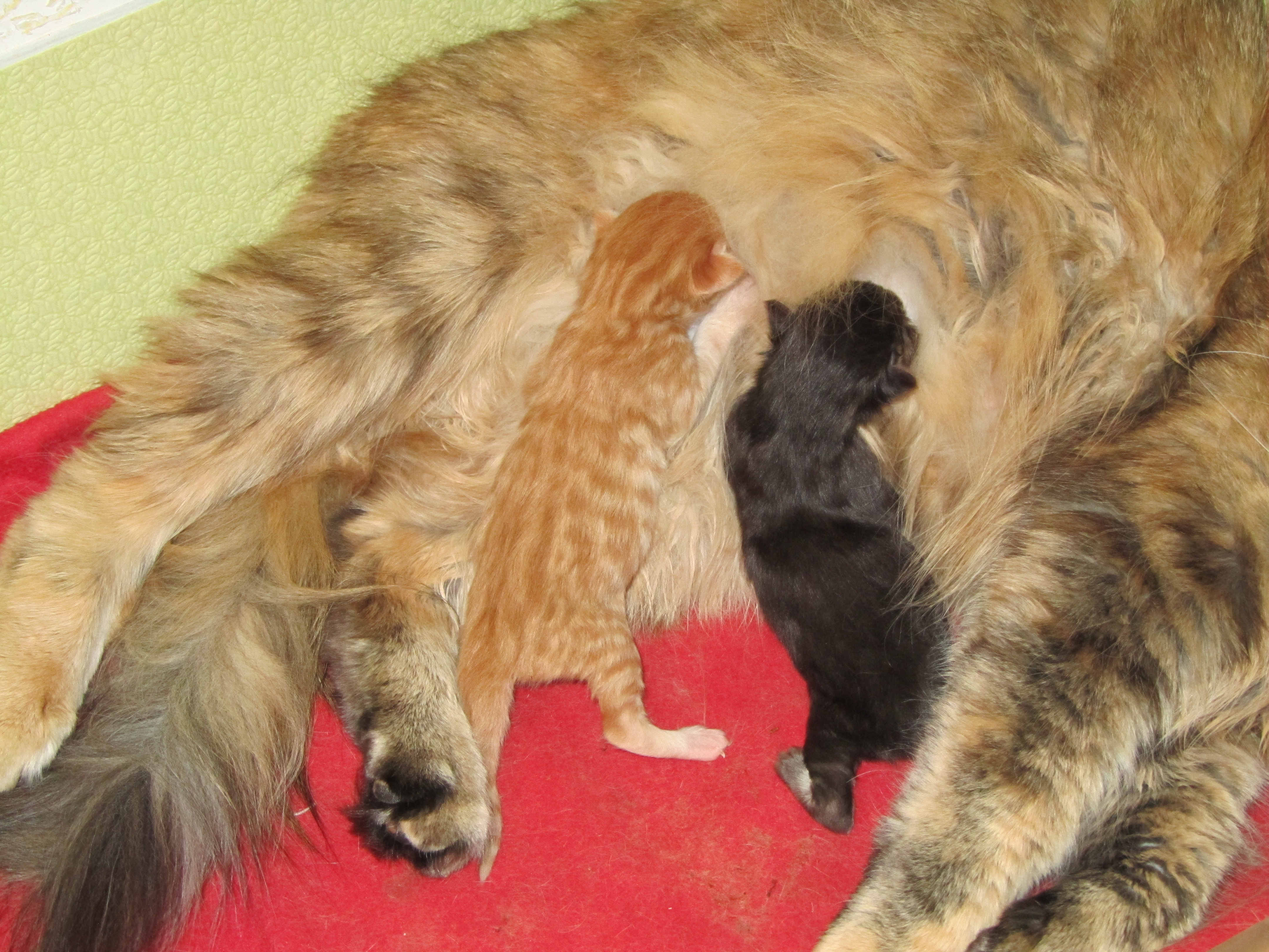 Котята мейн кун (IMG_0499)