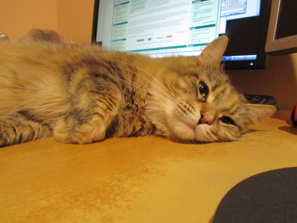 Кошка мейн кун Юки (IMG_0462)