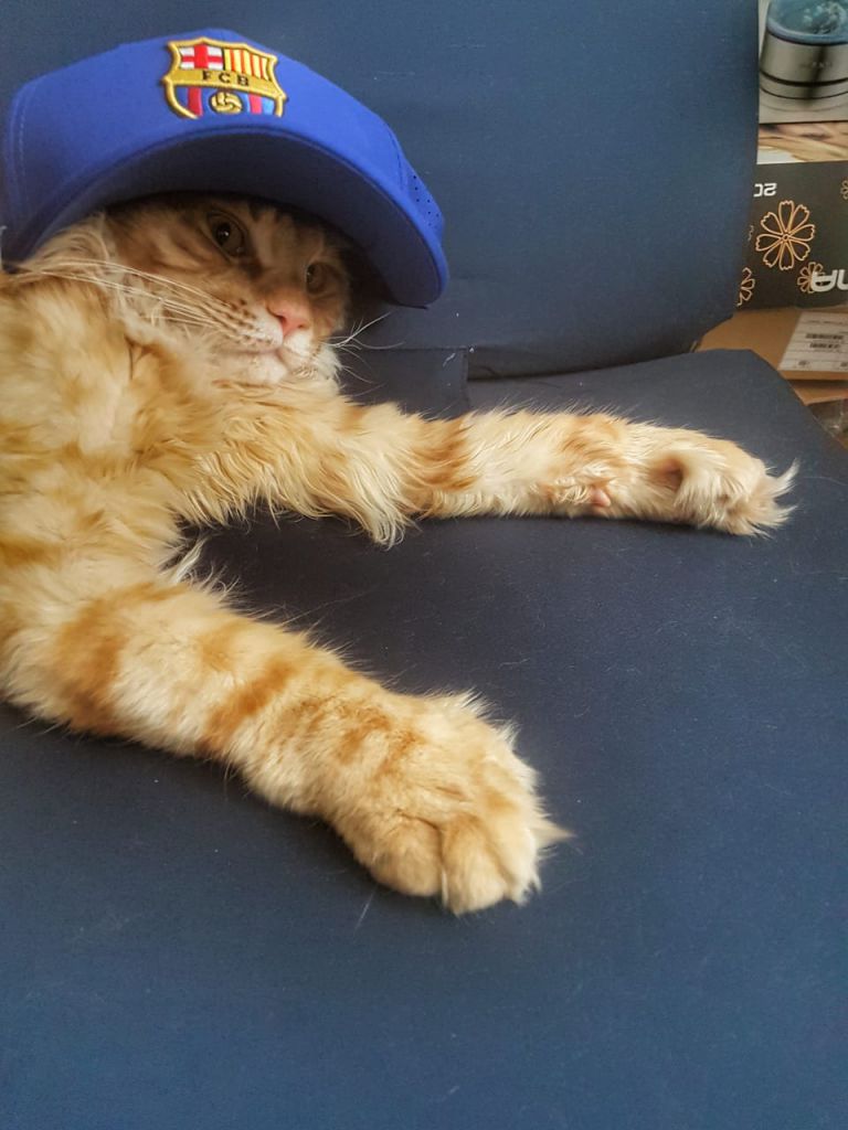 Кот мейн-кун Пончик (48)