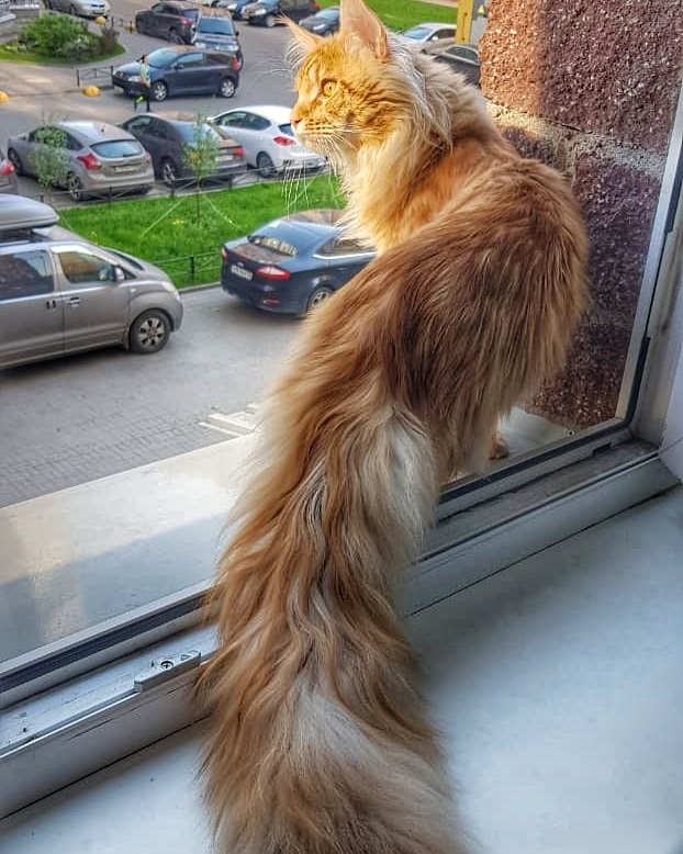 Кот мейн-кун Пончик (55)