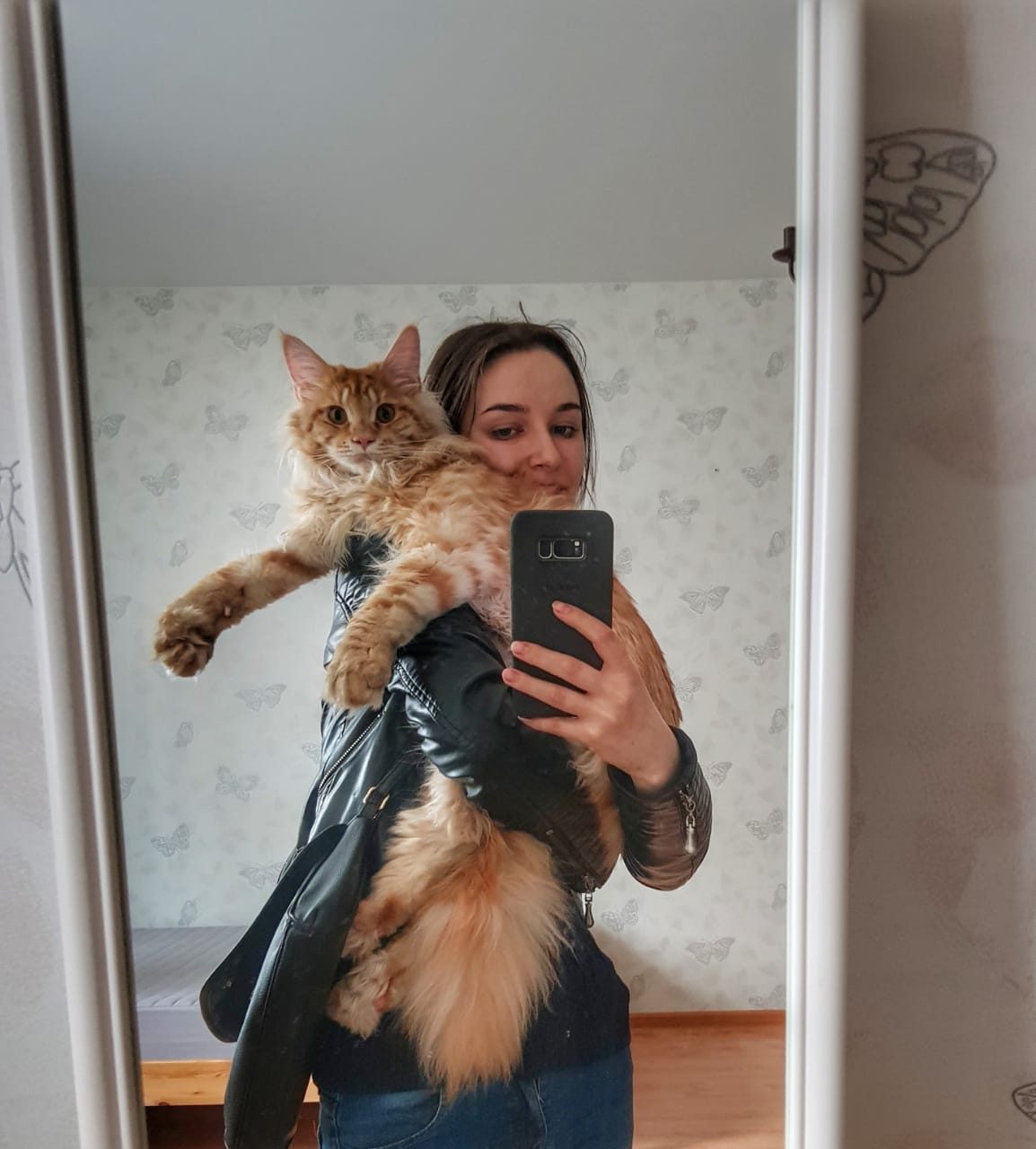 Кот мейн-кун Пончик (57)