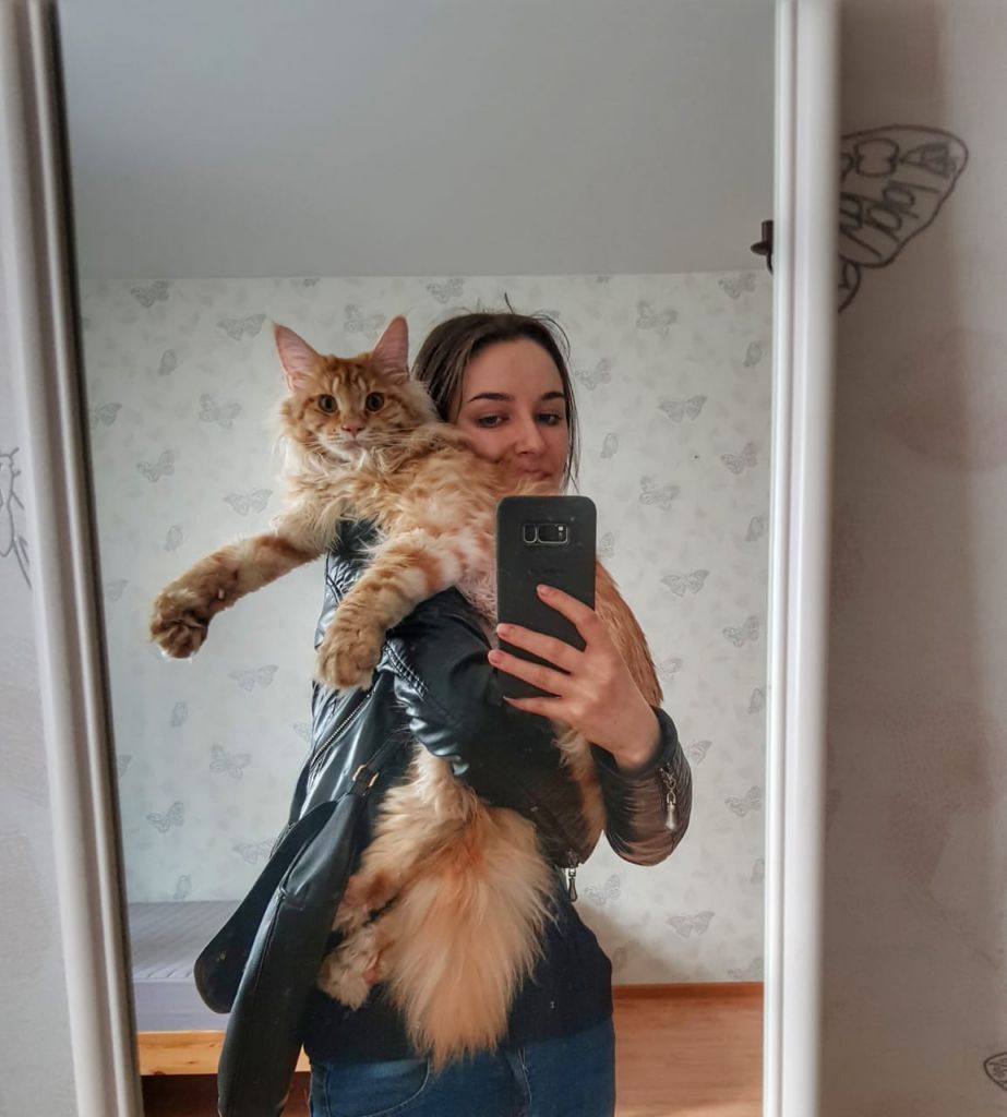 Кот мейн-кун Пончик (57)