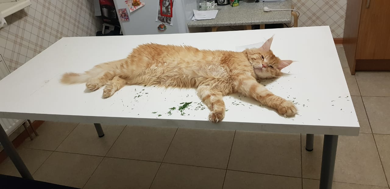 Кот мейн-кун Пончик (59)