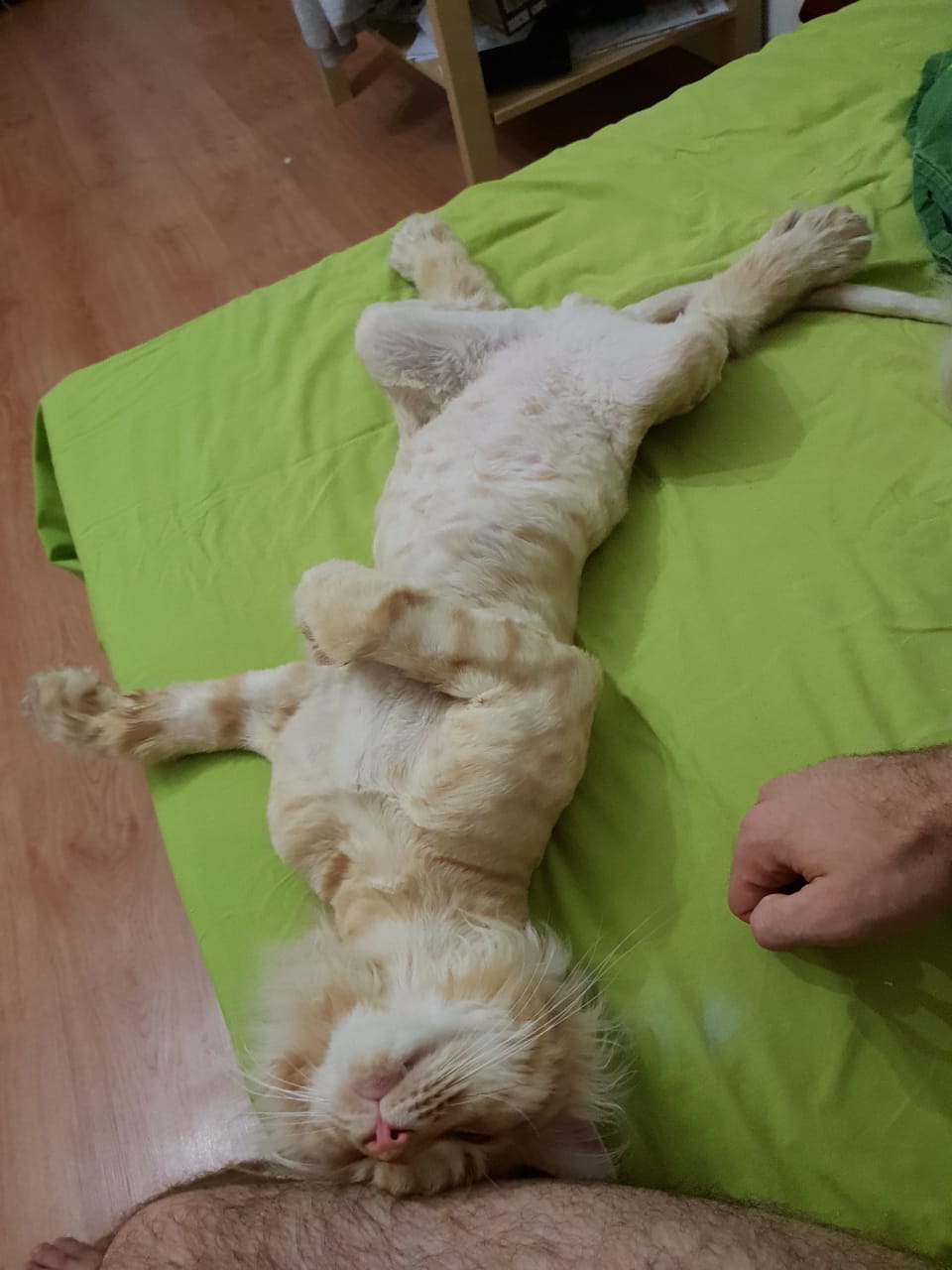 Кот мейн-кун Пончик (61)