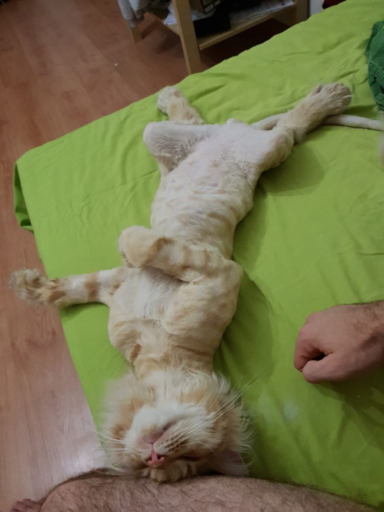 Кот мейн-кун Пончик (61)