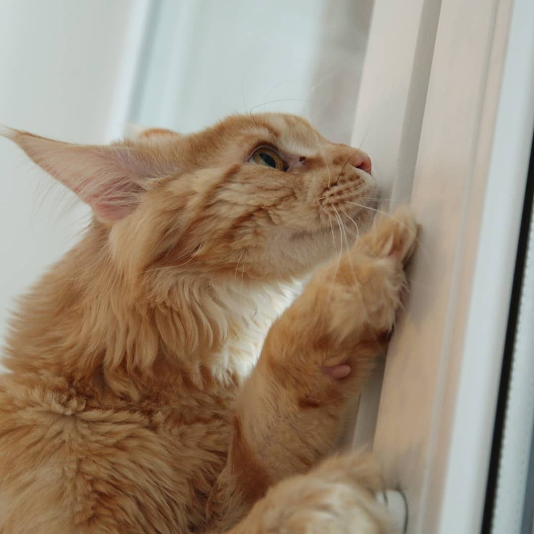 Кот мейн-кун Пончик (68)
