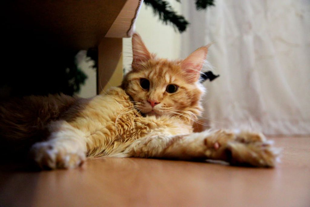 Кот мейн-кун Пончик (91)