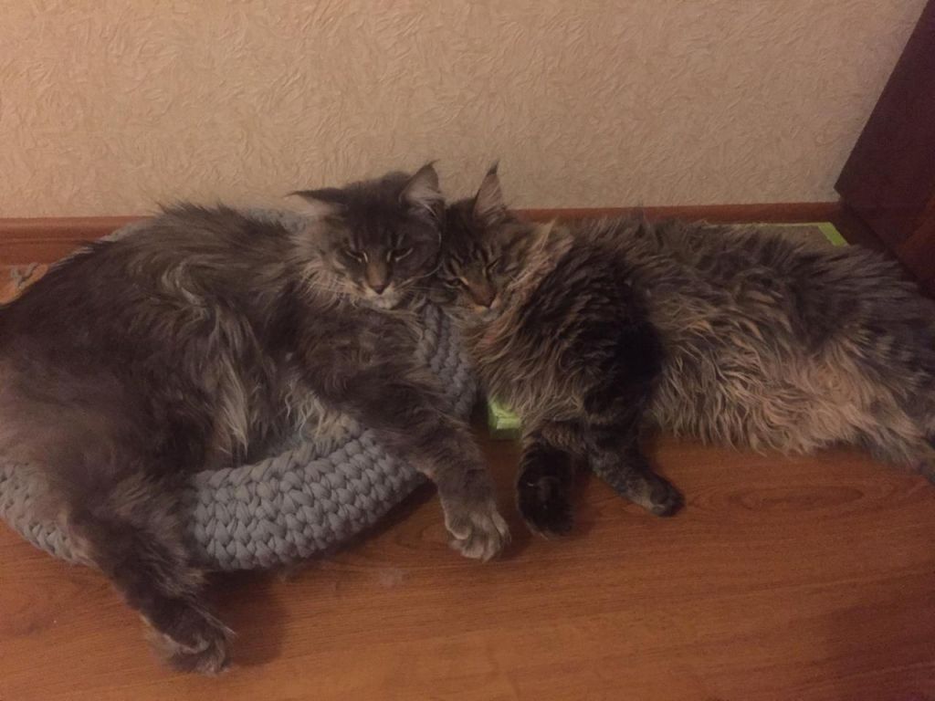 Кот мейн-кун Чарльз (6)