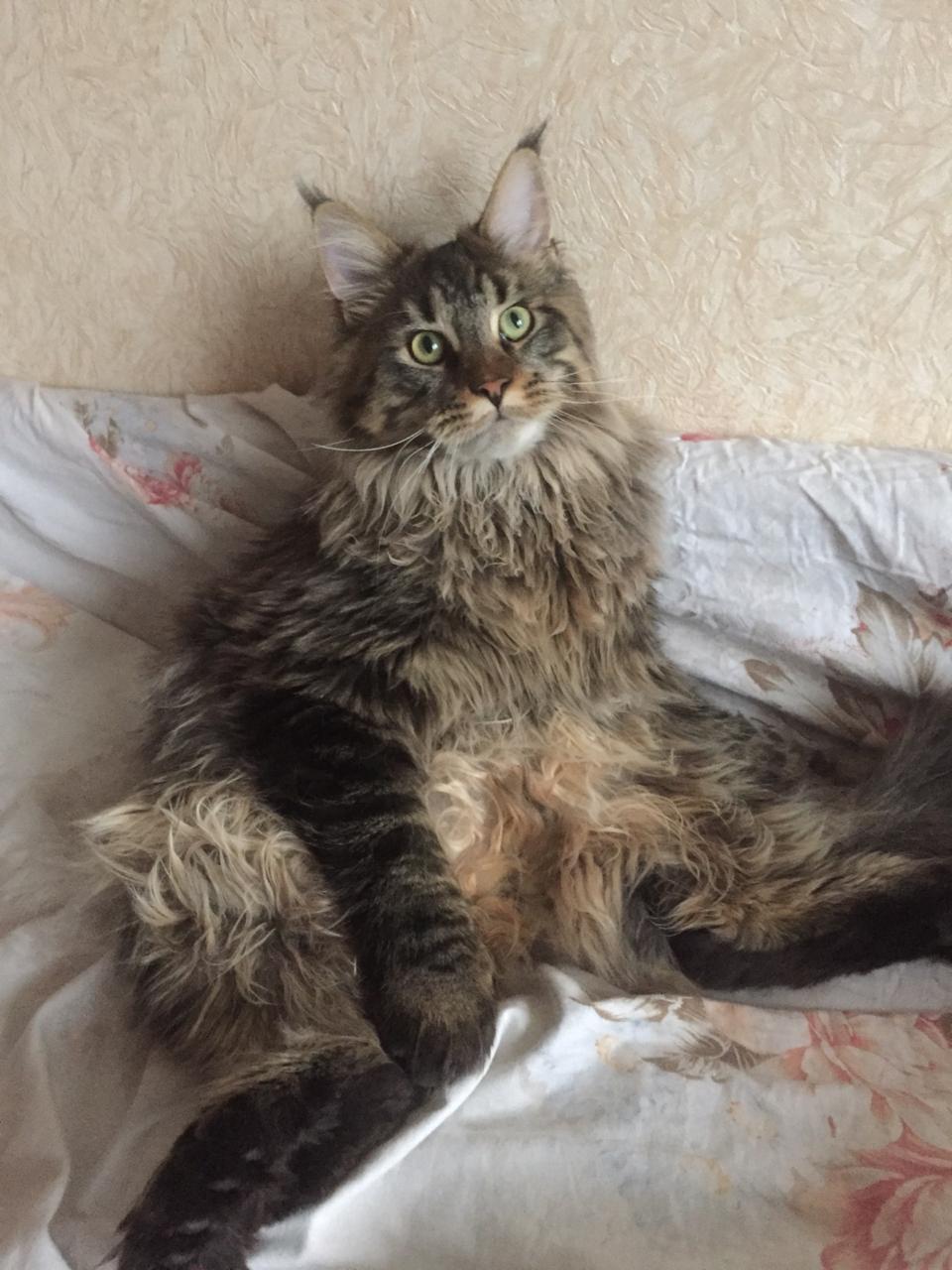 Кот мейн-кун Чарльз (7)