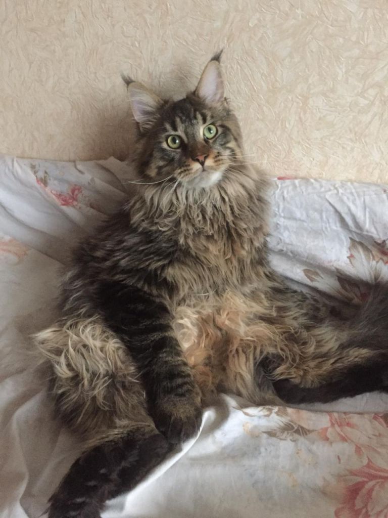Кот мейн-кун Чарльз (7)