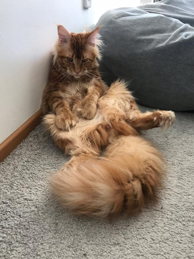 Кот мейн-кун Птах (31)