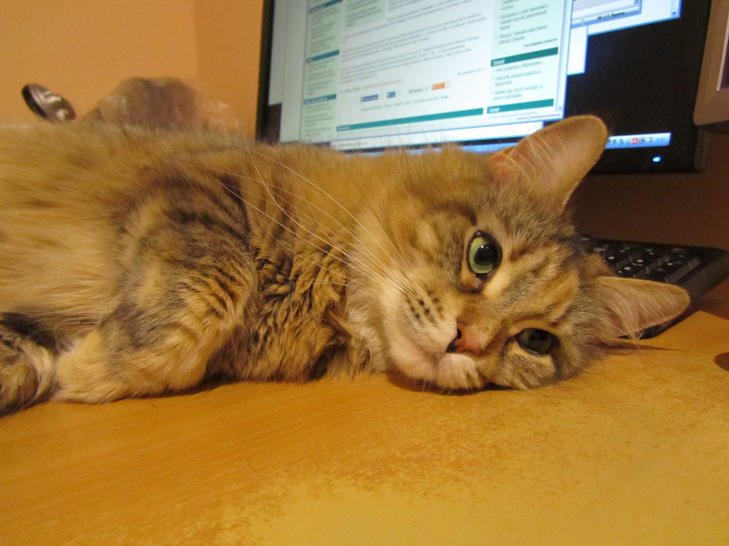 Кошка мейн кун Юки (IMG_0478)