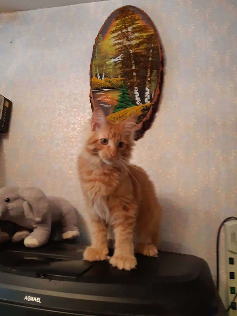 Кот мейн-кун Аристарх (4)