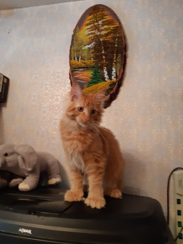 Кот мейн-кун Аристарх (4)