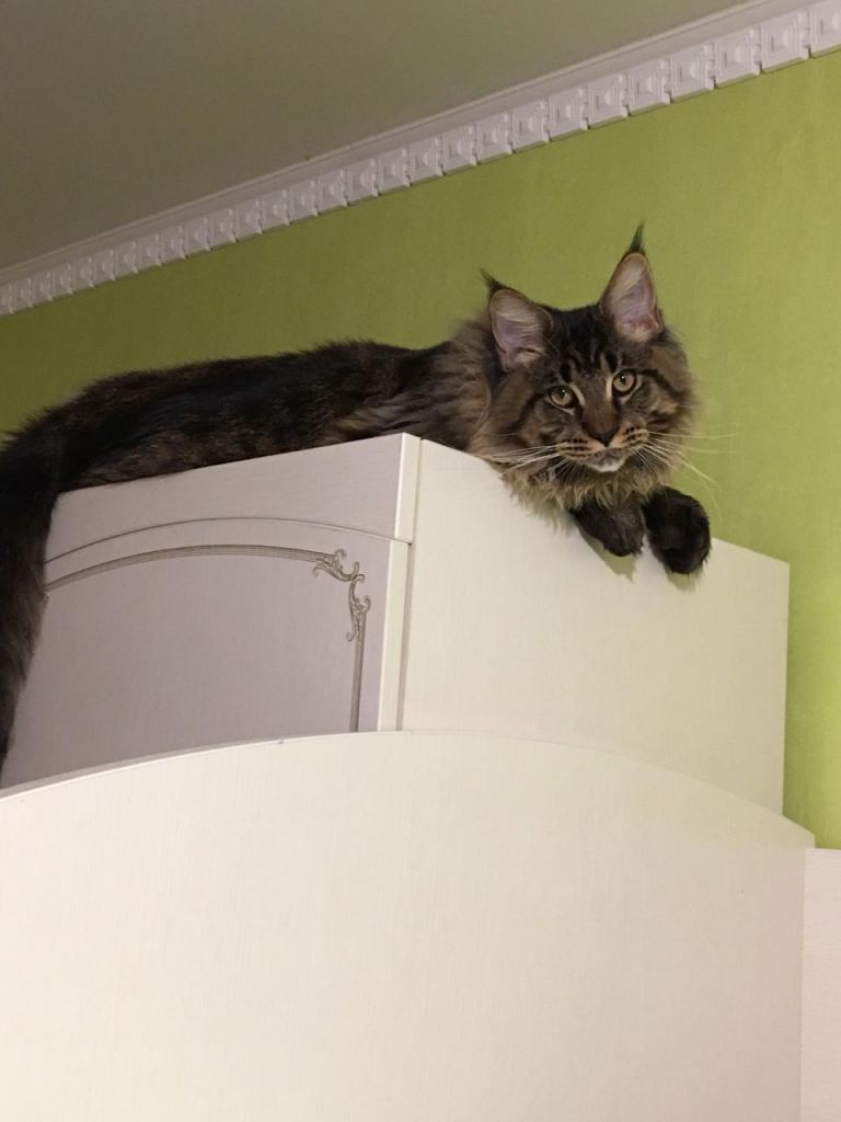 Кот мейн-кун Арнольд (53)