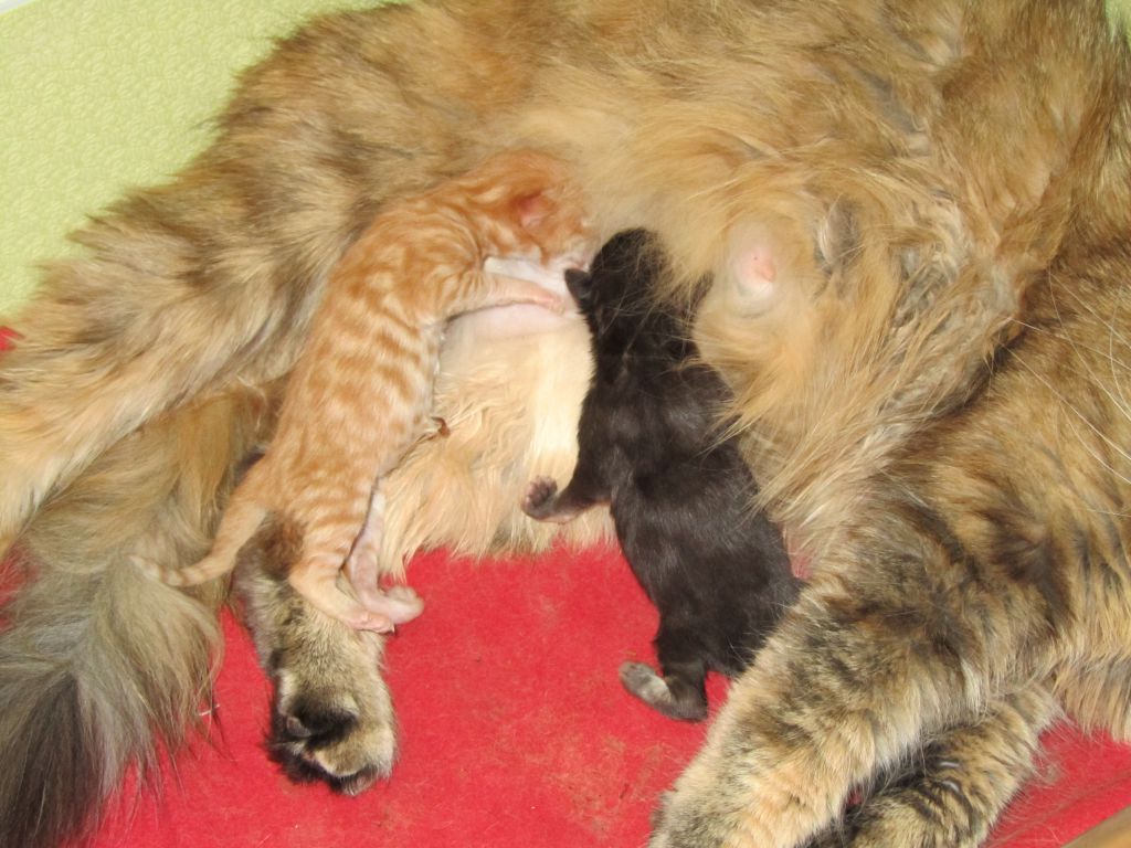 Котята мейн кун (IMG_0500)