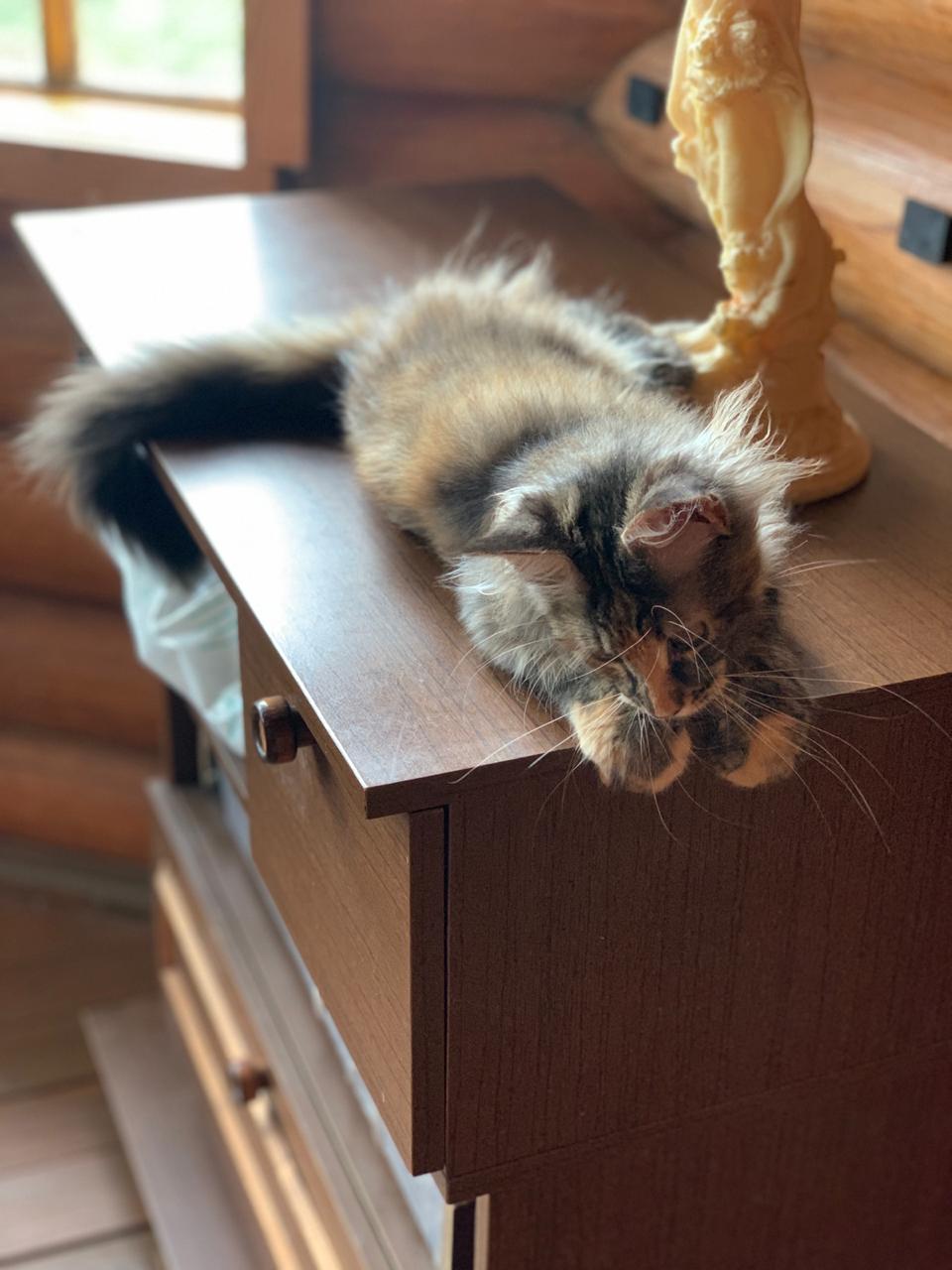 Кошка мейн-кун Барселона (8)