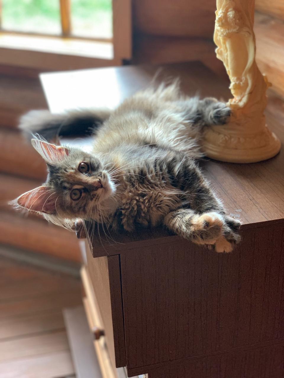Кошка мейн-кун Барселона (9)