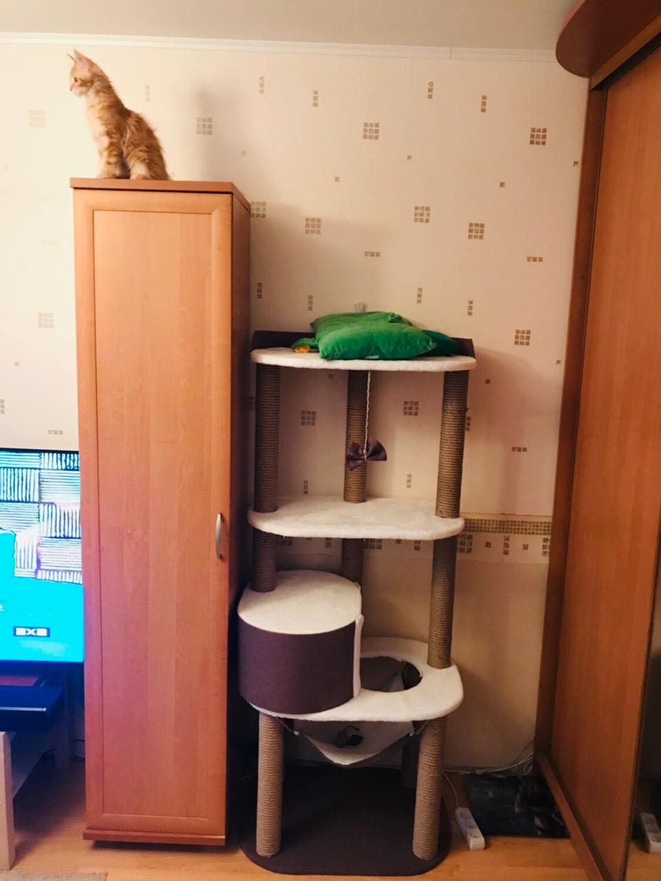 Кошка мейн-кун Дейенерис (11)