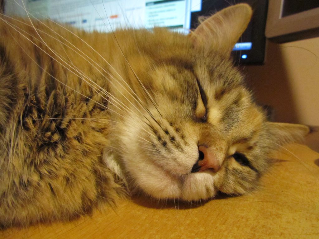 Кошка мейн кун Юки (IMG_0485)