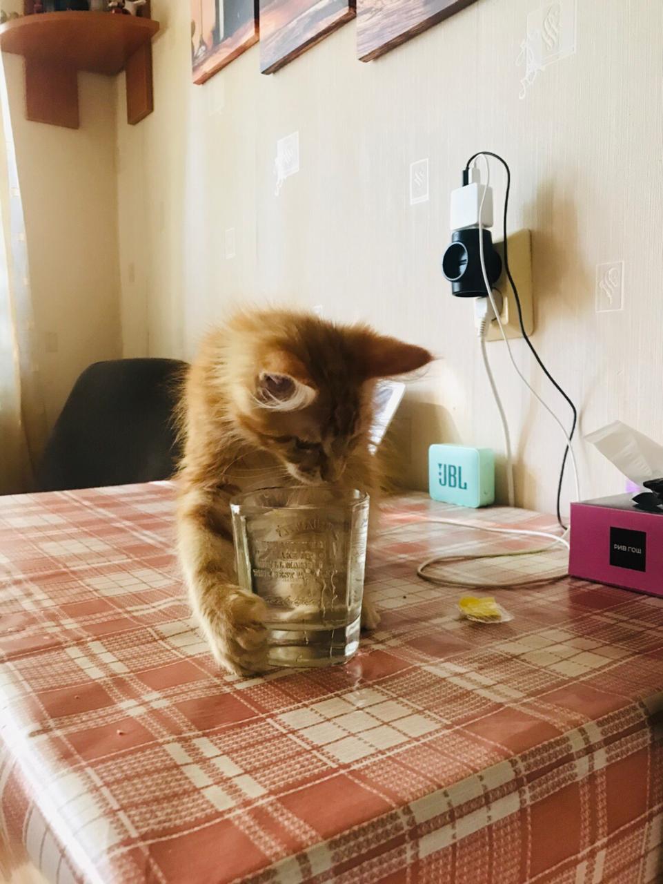 Кошка мейн-кун Дейенерис (17)