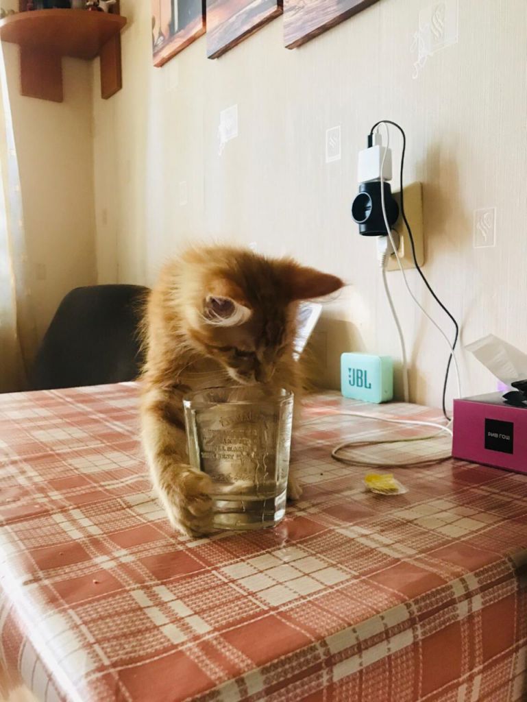 Кошка мейн-кун Дейенерис (17)