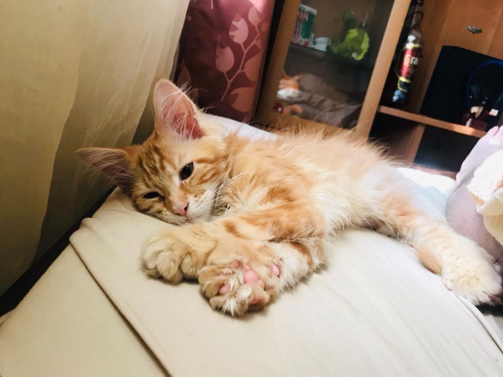 Кошка мейн-кун Дейенерис (18)