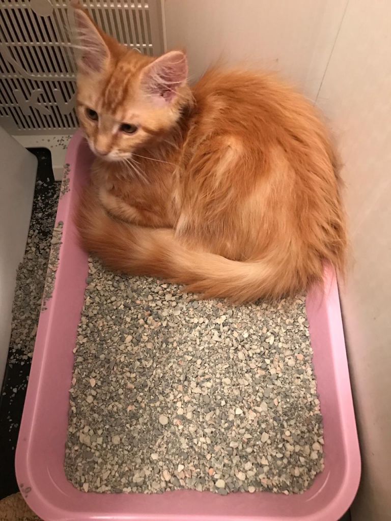 Кошка мейн-кун Дейенерис (19)